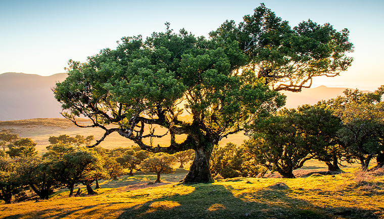 Naplanujte si cestu po Madeiře 2