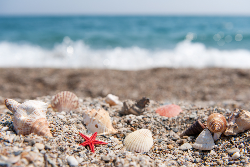 Památky z Řecka – co si přivézt ze země tisíce ostrovů? 5 Mušle a mořské hvězdice rozptýlené na pláži u moře v Řecku.