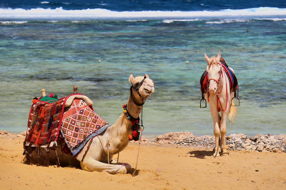 Velbloudi na pláži, Egypt