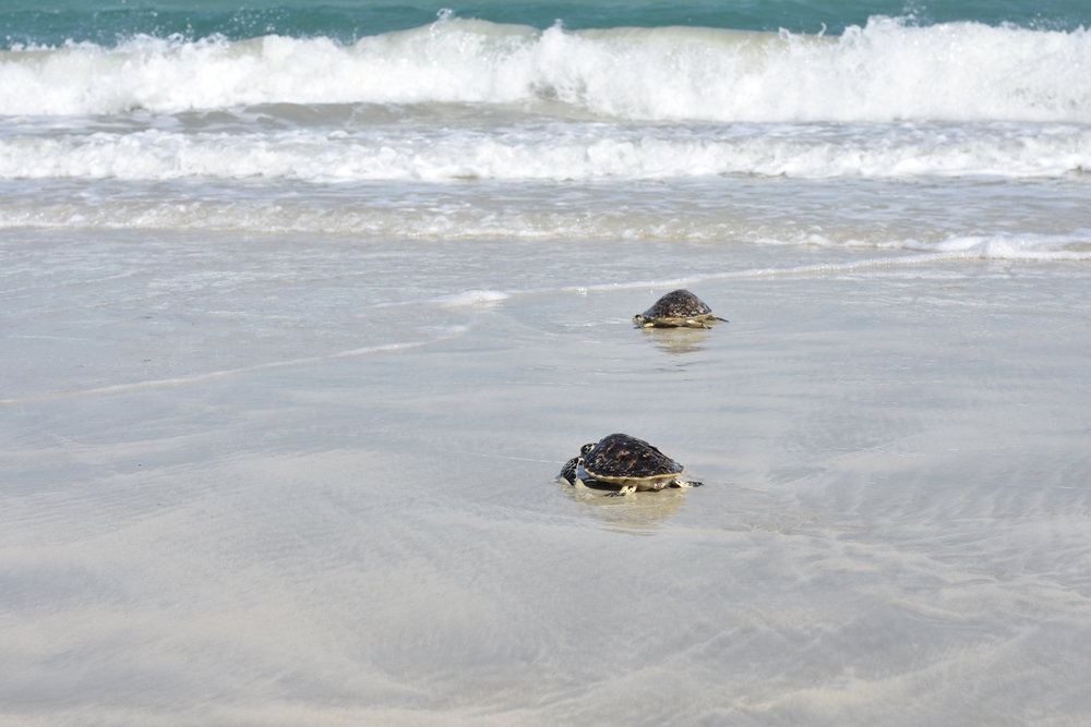 Žlvy na Jebel Ali Beach, Dubaj