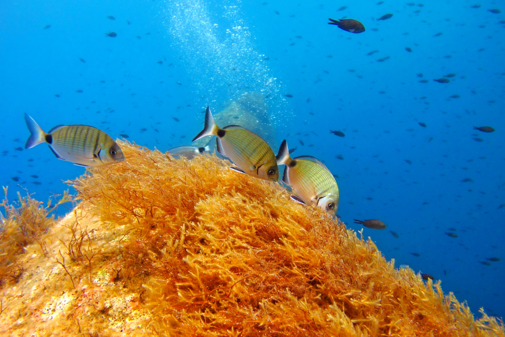 Podmořský život v Bodrum, Turecko