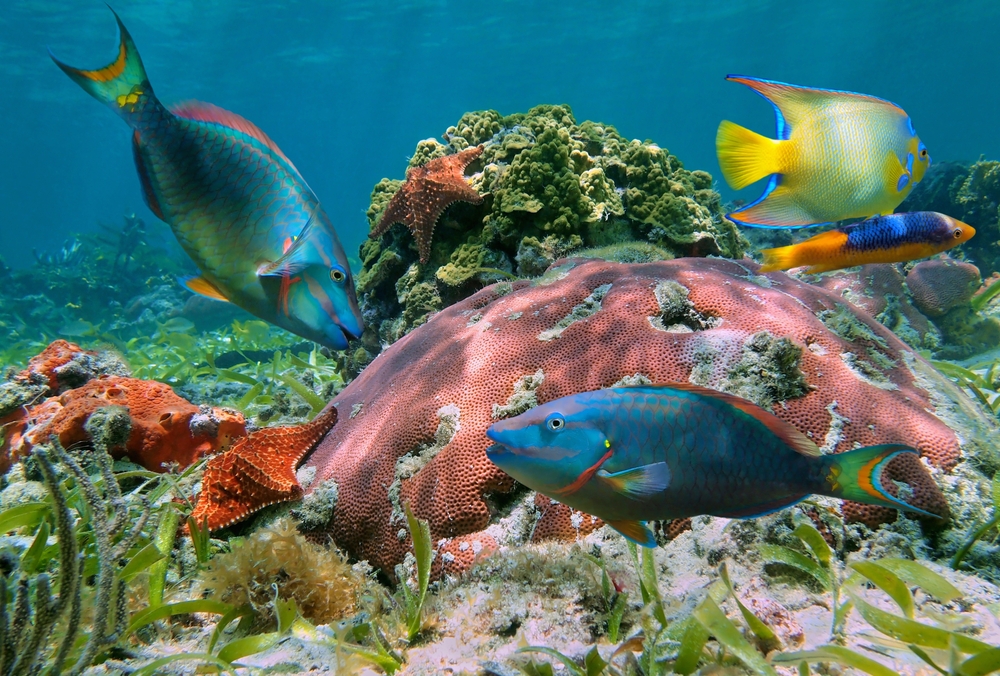 Korálový útes Mexiko