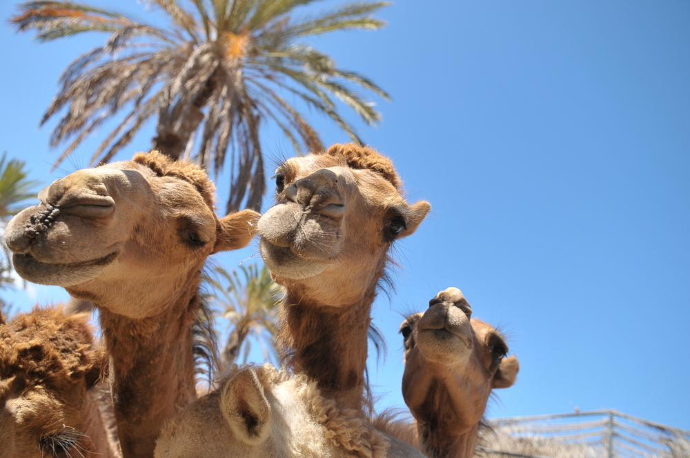 Zajímavosti Fuerteventury: Top 10 míst, která musíte vidět! 14 Oasis Park Fuerteventura