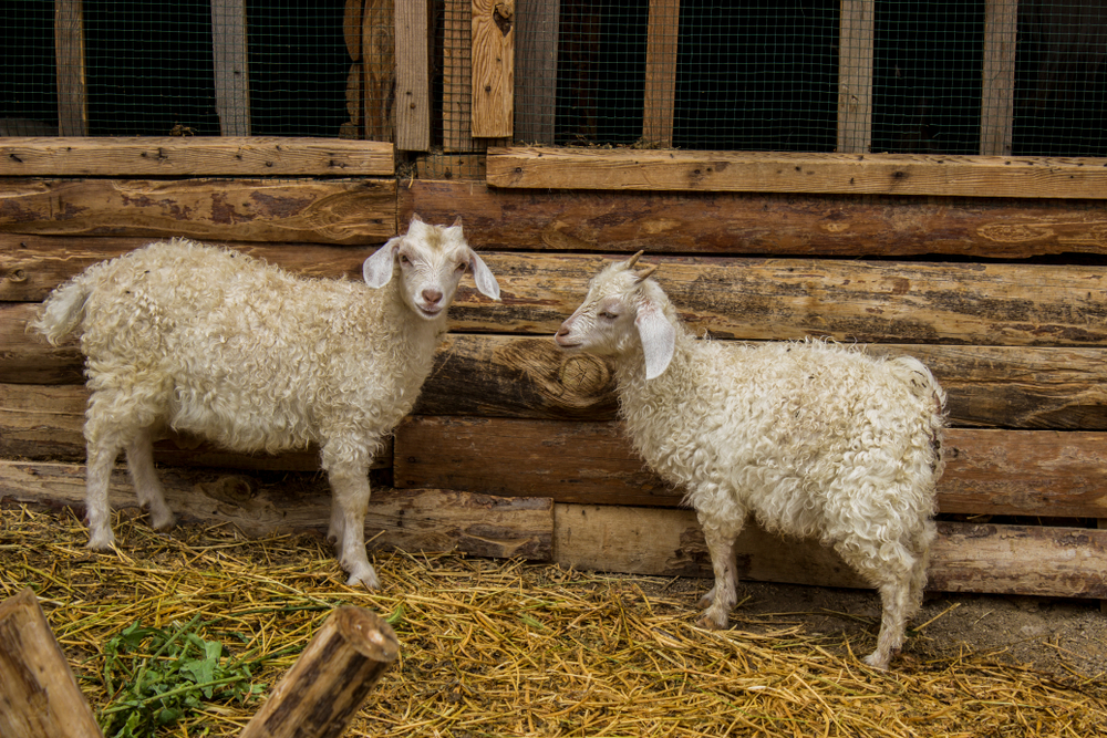 Kozy na farmě