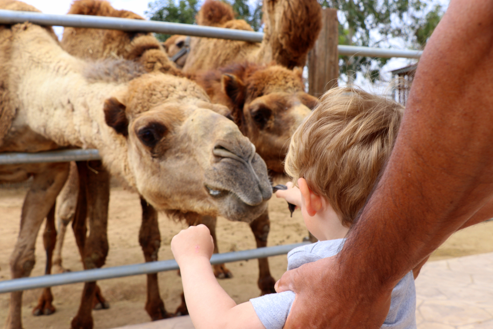 Velbloudí park, Kypr