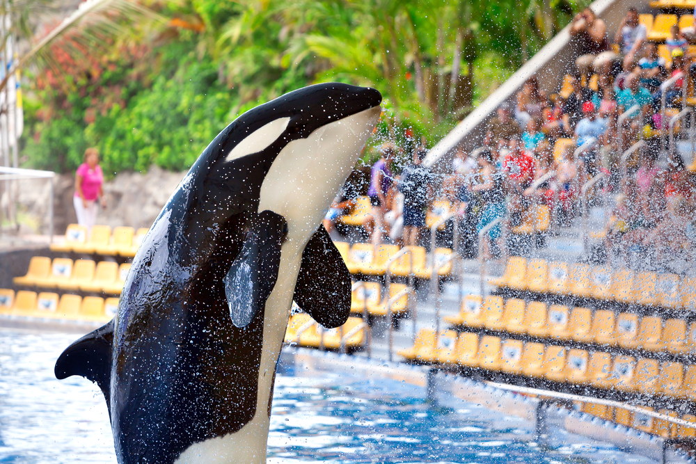 Loro Parque Tenerife