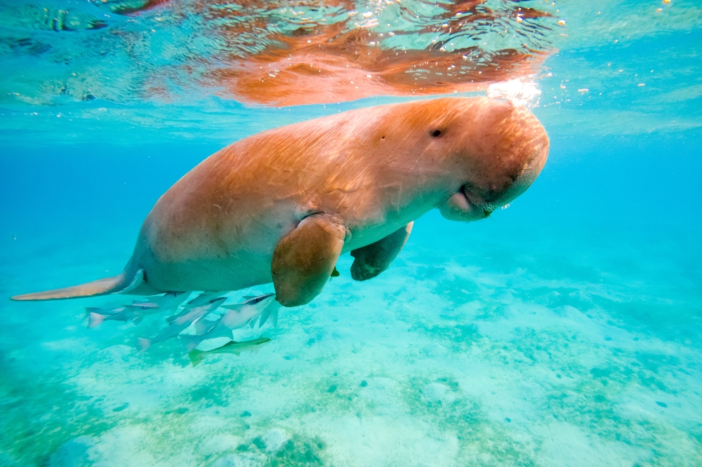 Marsa Mubarak – ráj pro milovníky potápění a šnorchlování 3 Dugong