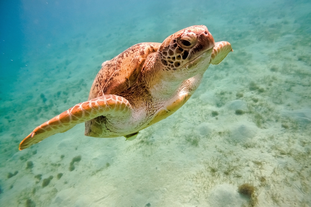 Marsa Mubarak – ráj pro milovníky potápění a šnorchlování 4 Mořská želva
