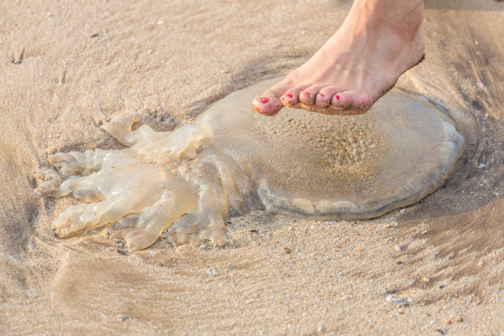 Noha šlapající na medúzu na pláži