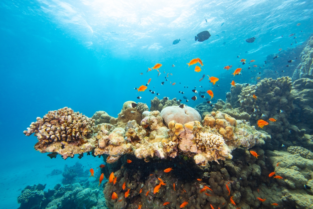 Letíte poprvé do Marsa Alam na Last Minute? Co potřebujete vědět o hotelech, výletech a „faraonově pomstě“ 3 Marsa Alam potápění korálový útes