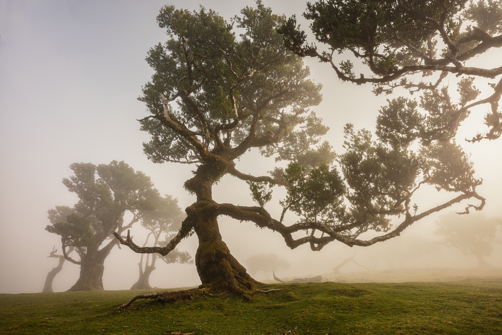 vavřínový les Fanal Madeira