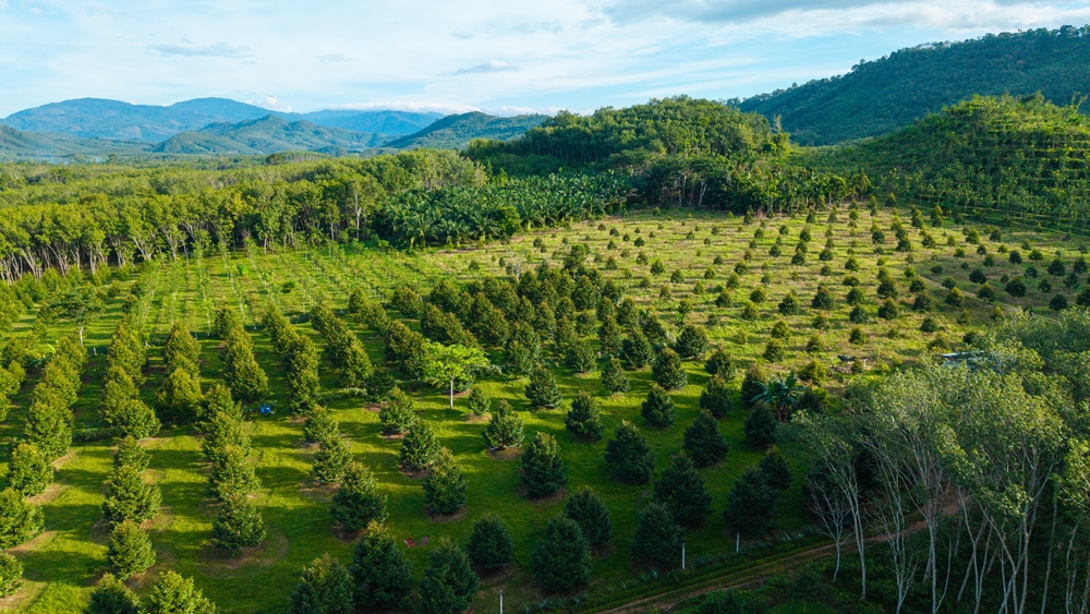 Letecký pohled na plantáž ovoce durian na horském kopci