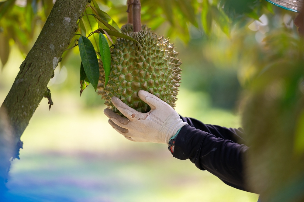 sklízení durianu