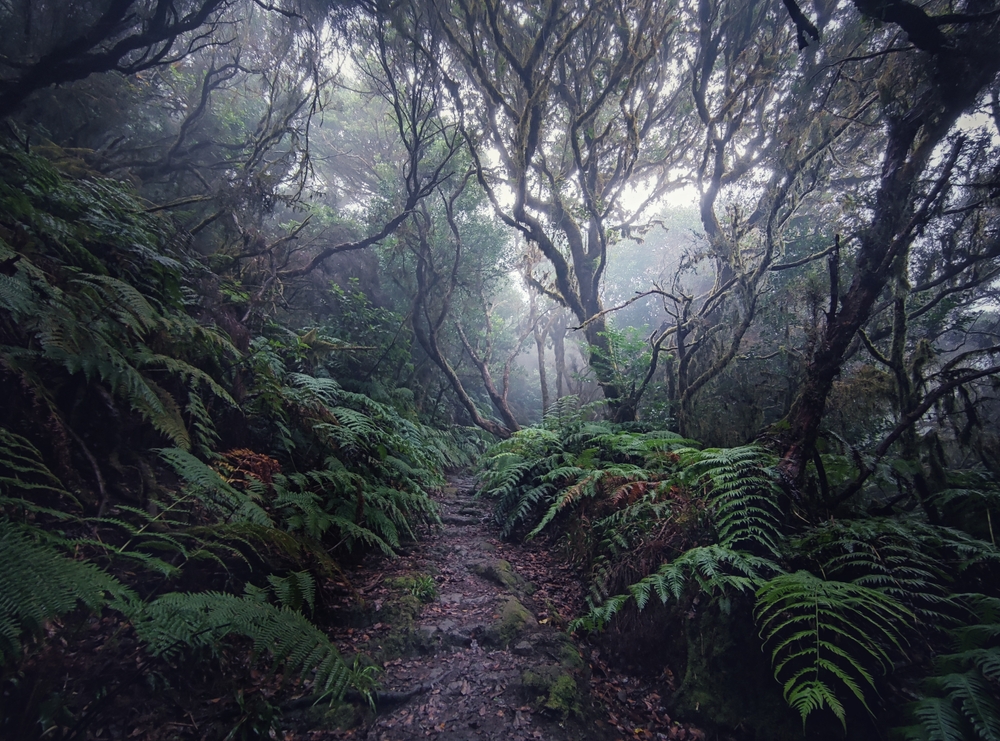 Tenerife pro aktivní cestovatele – turistické stezky a outdoorové dobrodružství i mimo pláže 3 vavřínový les pohoří Anaga Tenerife