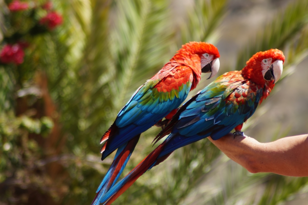 Palmitos Parque Gran Canaria, papoušci Ara