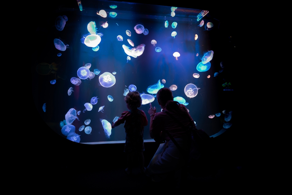 Poema Del Mar Aquarium Gran Canaria