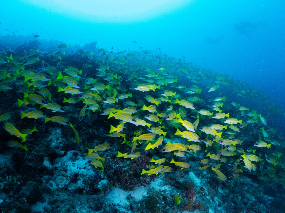 Hejno žlutých rybiček v moři na Maledivách