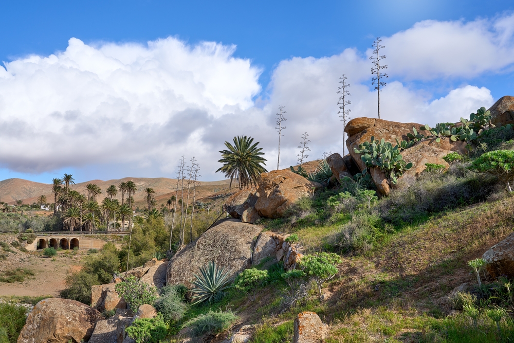 Vega de Rio Palmas na Fuerteventuře s balvany, oranžovou krajinou a palmami