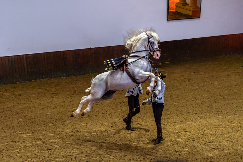 andaluští koně, jezdecký balet, představení v Jerez de la Frontera