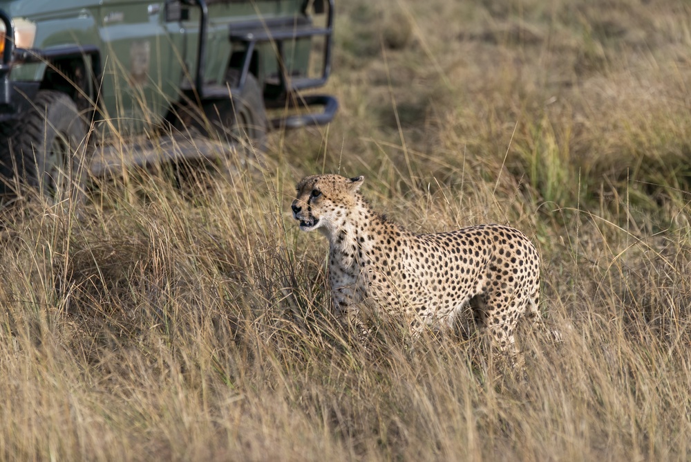 Co si sbalit do Keni? Tipy na africké dobrodružství 3 Gepard v otevřených pláních národní rezervace Masai Mara během safari