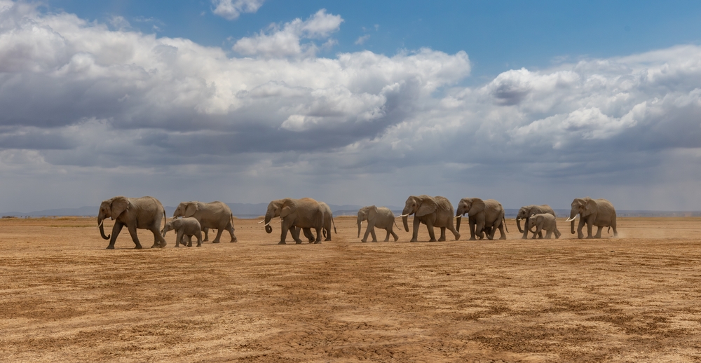 Co si sbalit do Keni? Tipy na africké dobrodružství 4 Sloni v národním parku Amboseli, Keňa, Afrika