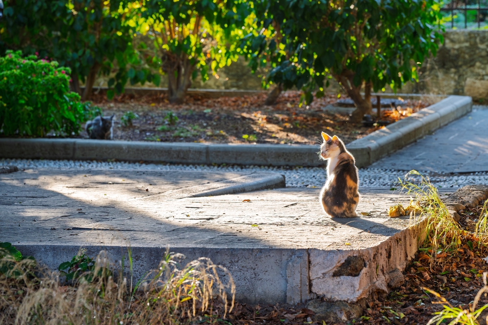 Rhodos – kráčejte ve stopách rytířů a objevte kouzlo Starého města, klenotu UNESCO 7 Zatoulaná kočka kaliko sedí na slunci, zatímco jiná relaxuje za ní ve středověkém Starém městě Rhodos v Řecku