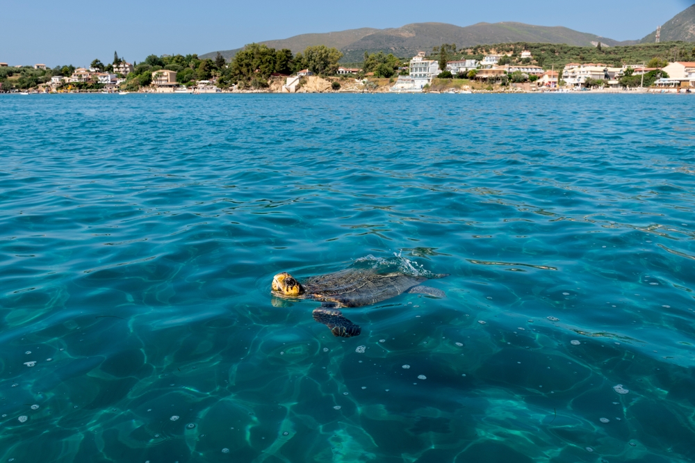 želva kareta obecná na ostrově Zakynthos