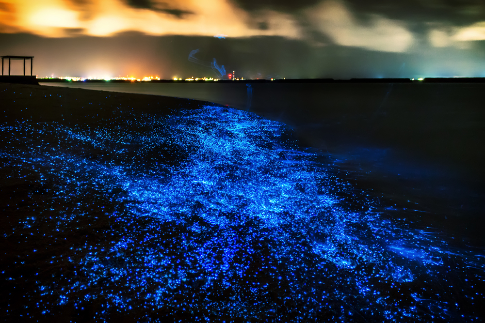 Co dělat na Maledivách kromě opalování? TOP 5 atrakcí na těchto rajských ostrovech 4 Bioluminiscence na Maledivách