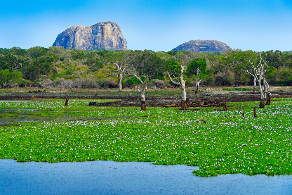 Národní park Yala – divoká příroda Srí Lanky! 2 Národní park Yala Srí Lanka