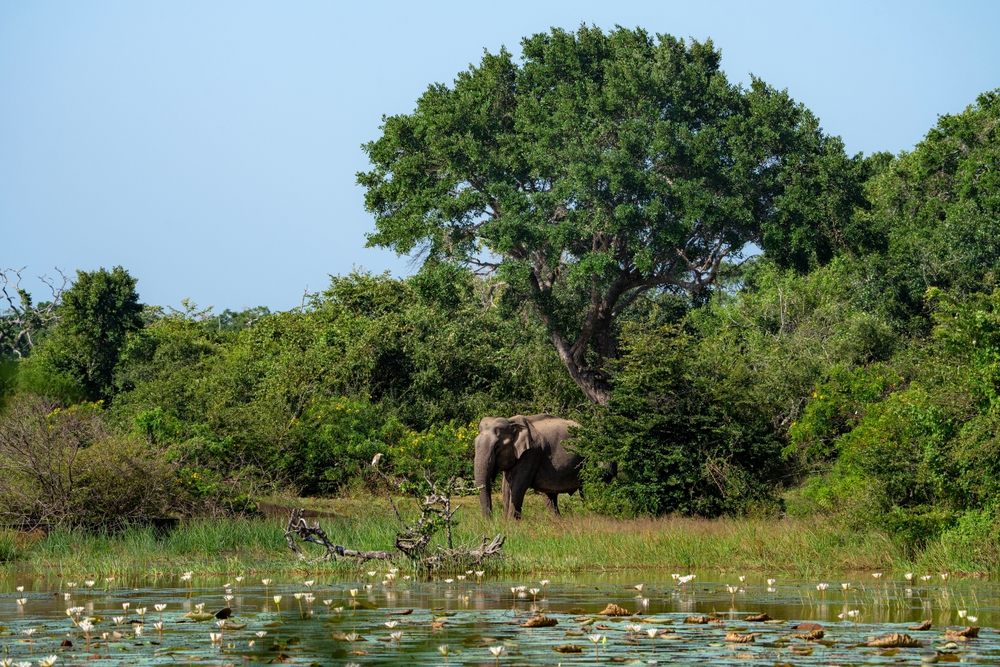 Národní park Yala – divoká příroda Srí Lanky! 3 Národní park Yala slon indický