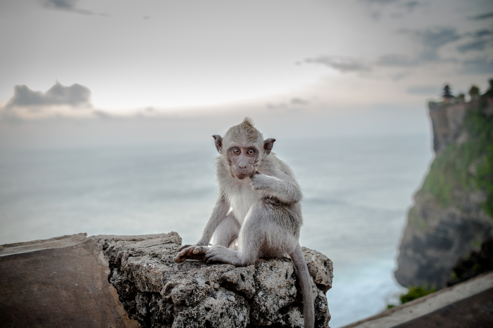 Co vidět na Bali? Od zelených rýžových teras po chrámy na útesech 8 Opice v chrámu Uluwatu na ostrově Bali v Indonésii