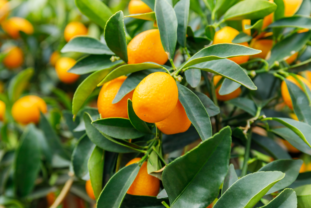 Co jíst na Korfu? Lahodná řecká jídla a speciality korfské kuchyně 5 Ovoce kumquat rostoucí na stromě