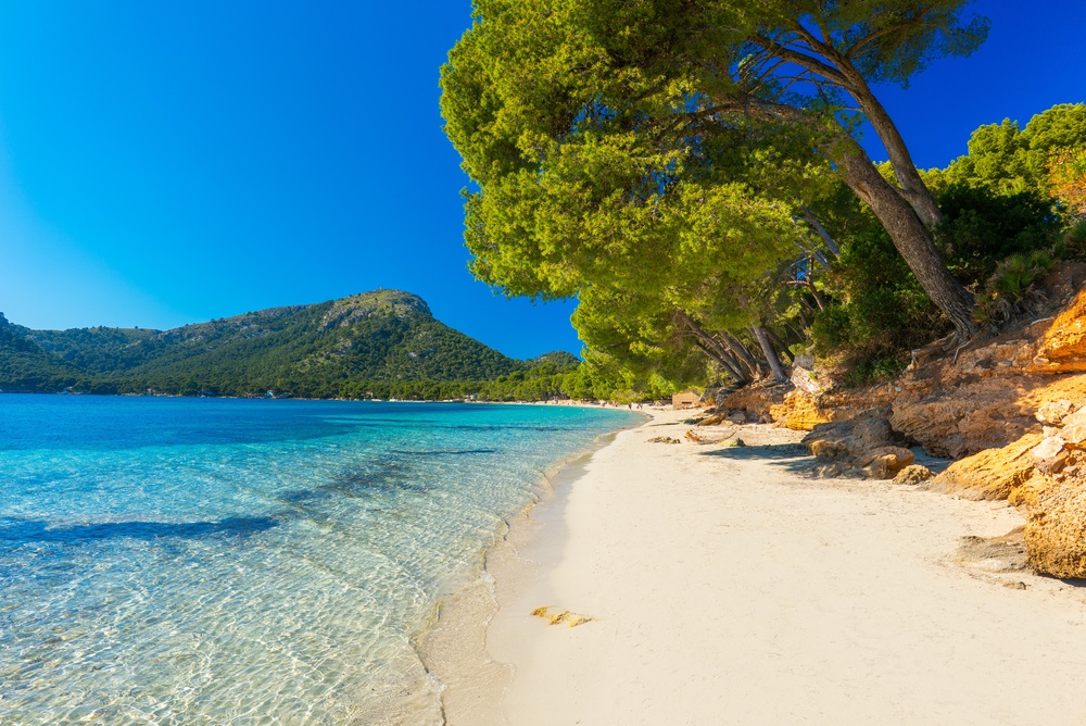 Pláž Playa de Formentor na Mallorce s obrovskými zelenými stromy, písečnou pláží a čistým mořem
