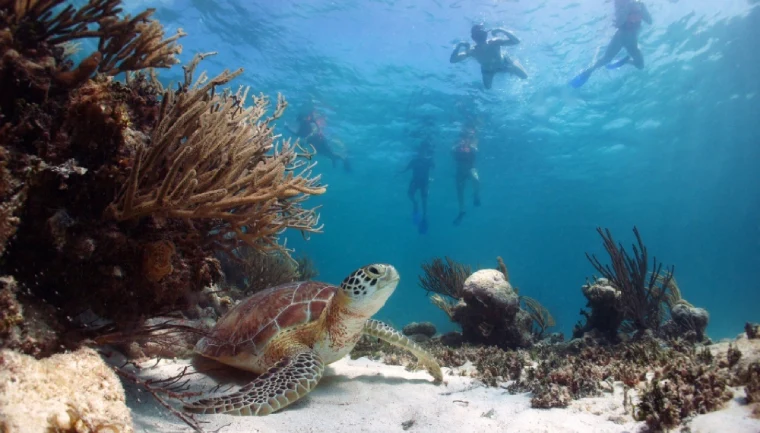 Yucatánský poloostrov – objevte krásy zdejšího podmořského světa 2 Akumalský záliv s mořskou želvou Yucatán