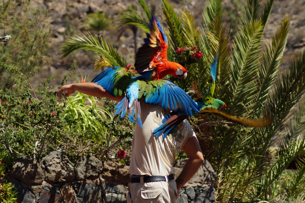 Maspalomas – atrakce, duny a další zajímavosti na Gran Canarii 5 Výcvik tropických papoušků v Palmitos Park