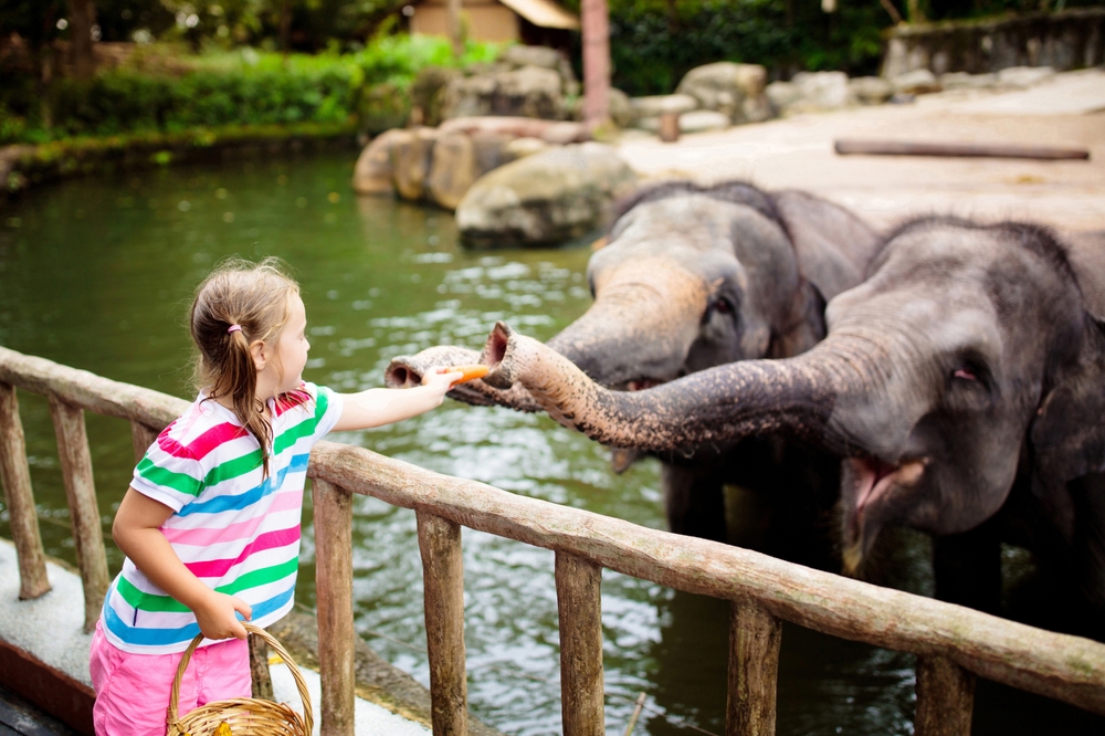 Zajímavosti a tipy, co vidět v Singapuru 6 dítě krmí slony v zoologické zahradě v Singapuru